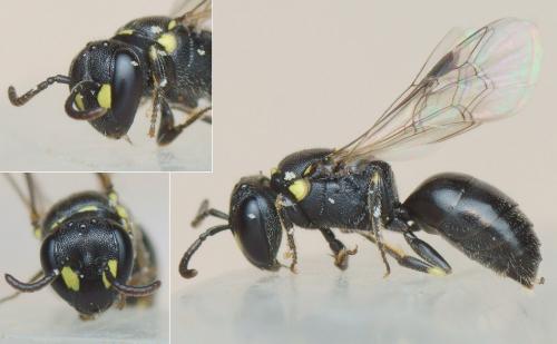 Réf. 207 730 : Hylaeus pictipes